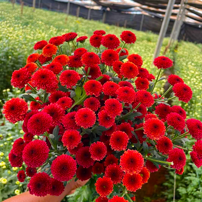 Purpeta Red