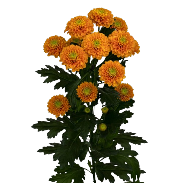 Premium Flowers